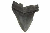 Fossil Megalodon Tooth - South Carolina #214721-1